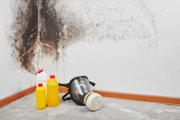 Best Residential Mold Remediation in Farmers Loop, AK