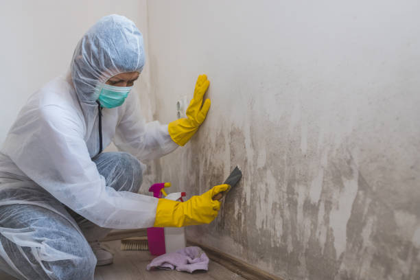 Best Attic Mold Remediation in Farmers Loop, AK