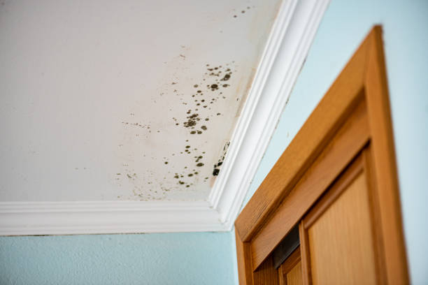 Best Insurance-Related Mold Remediation in Farmers Loop, AK