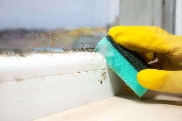 Best Localized Mold Remediation (e.g., coastal areas, humid climates) in Farmers Loop, AK