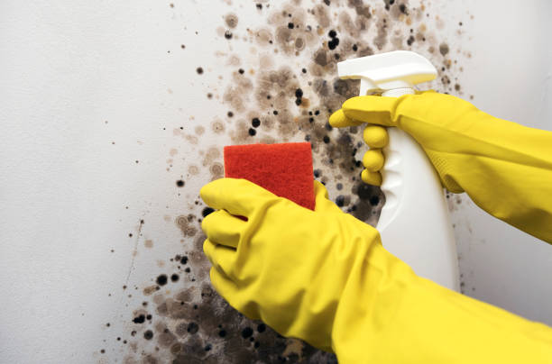 Best Crawl Space Mold Remediation in Farmers Loop, AK