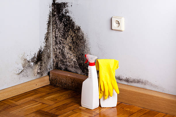 Best Basement Mold Remediation in Farmers Loop, AK