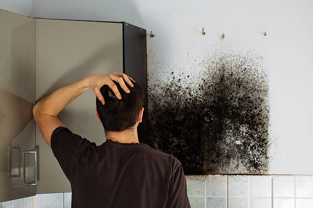 Best Black Mold Remediation in Farmers Loop, AK