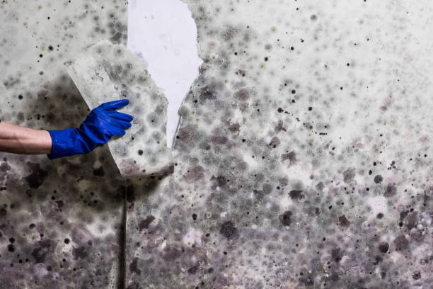 Best Post-Flood Mold Remediation in Farmers Loop, AK