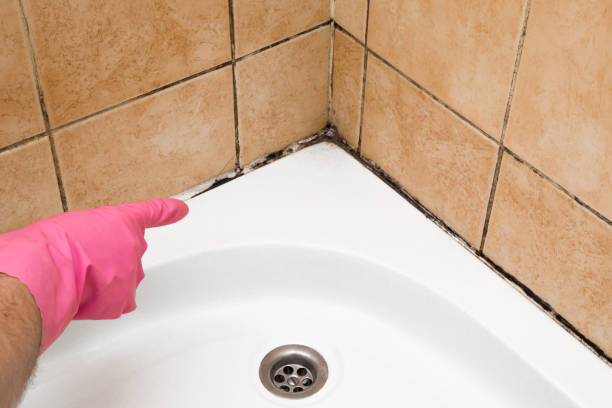 Best Kitchen Mold Remediation in Farmers Loop, AK